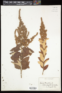 Spiraea tomentosa image