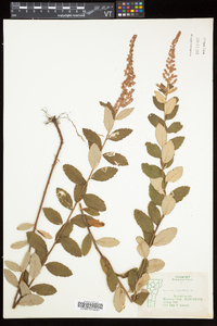 Spiraea tomentosa image