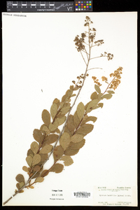 Spiraea alba image