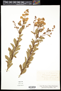 Spiraea alba image