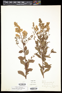 Spiraea alba image