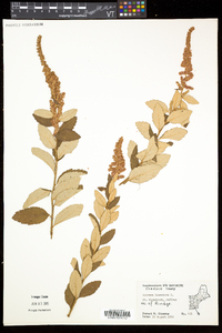 Spiraea tomentosa image