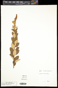 Spiraea tomentosa image