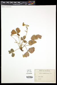 Waldsteinia fragarioides image