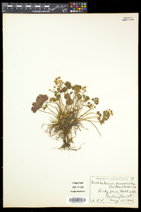 Waldsteinia fragarioides image