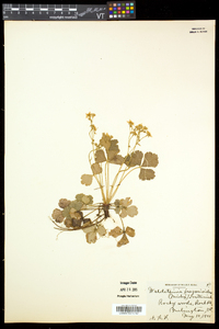 Waldsteinia fragarioides image