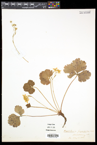 Waldsteinia fragarioides image