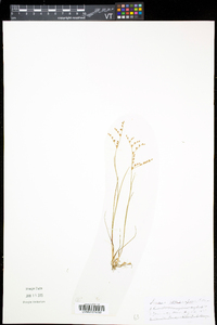 Juncus pelocarpus image