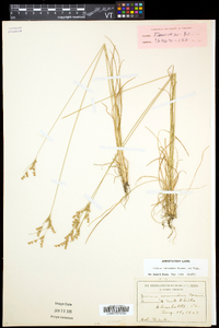 Juncus secundus image