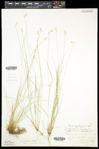 Carex echinata image