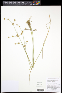 Juncus subcaudatus image