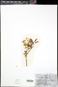 Amelanchier laevis image