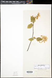 Amelanchier laevis image