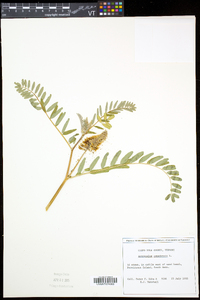 Astragalus canadensis image