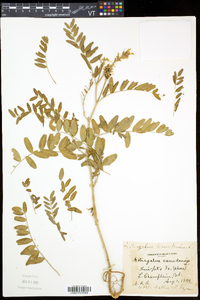 Astragalus canadensis image