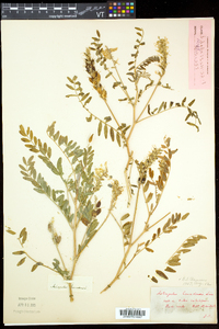 Astragalus canadensis image