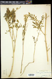 Astragalus canadensis image