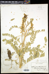 Astragalus canadensis var. canadensis image