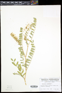 Astragalus canadensis image