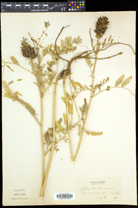 Astragalus canadensis image