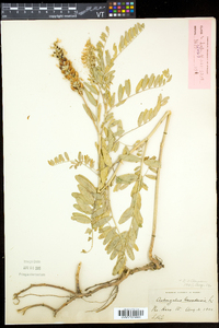 Astragalus canadensis var. canadensis image