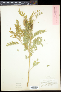 Astragalus canadensis var. canadensis image