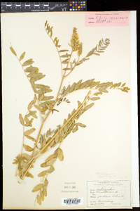 Astragalus canadensis var. canadensis image