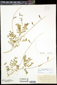 Astragalus robbinsii image