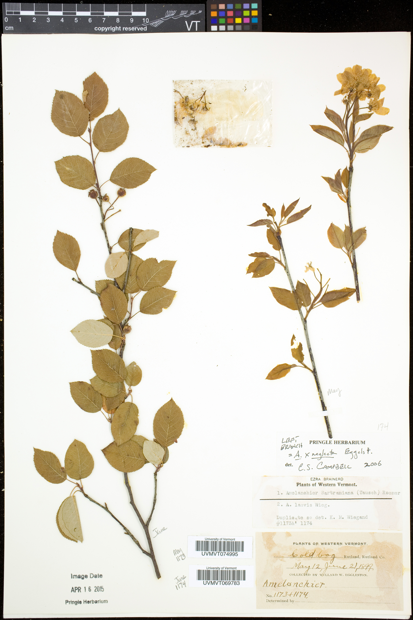 Amelanchier neglecta image