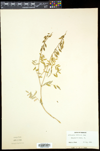 Astragalus robbinsii image