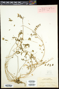 Astragalus robbinsii image