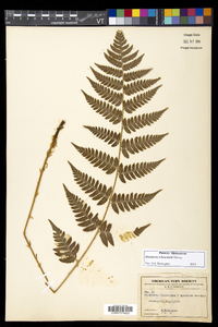 Dryopteris benedictii image