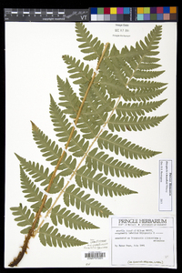 Dryopteris benedictii image