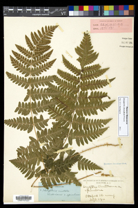 Dryopteris benedictii image