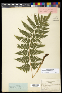 Dryopteris benedictii image