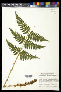 Dryopteris benedictii image