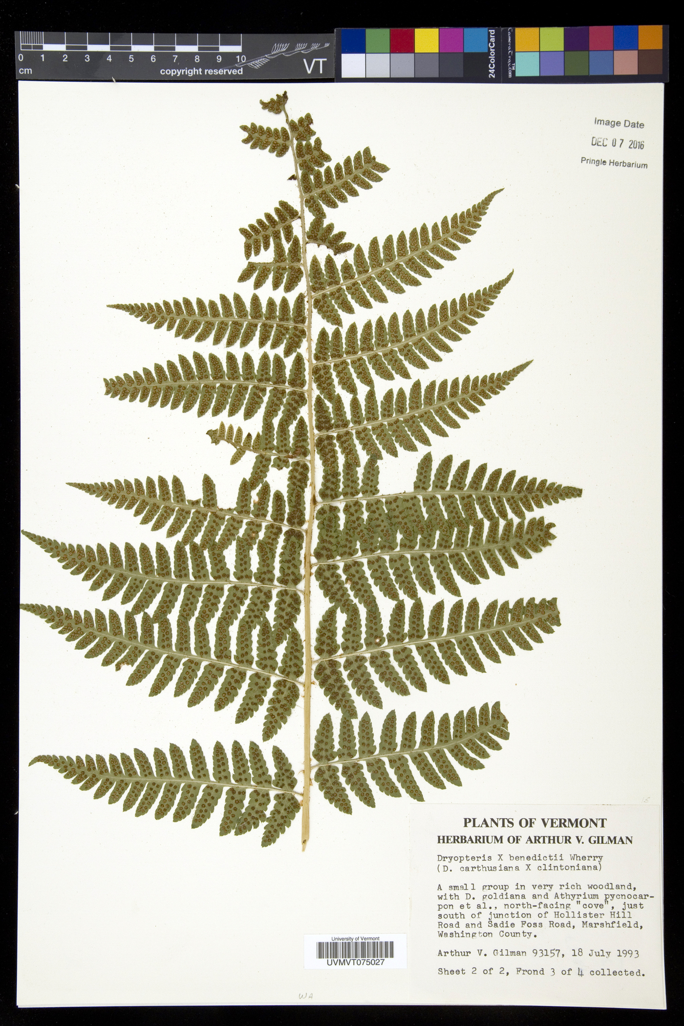 Dryopteris benedictii image