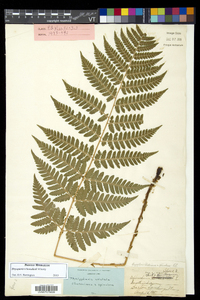 Dryopteris benedictii image