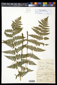 Dryopteris × boottii image