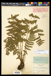 Dryopteris × boottii image