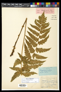 Dryopteris benedictii image