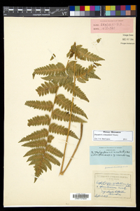 Dryopteris benedictii image