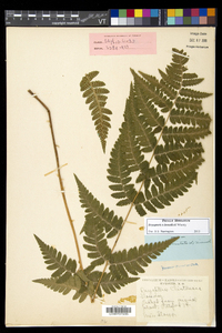 Dryopteris benedictii image