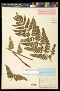 Dryopteris benedictii image