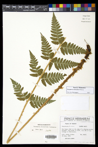 Dryopteris benedictii image