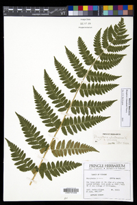 Dryopteris benedictii image