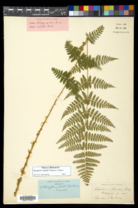 Dryopteris × boottii image