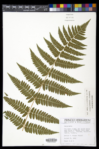 Dryopteris benedictii image