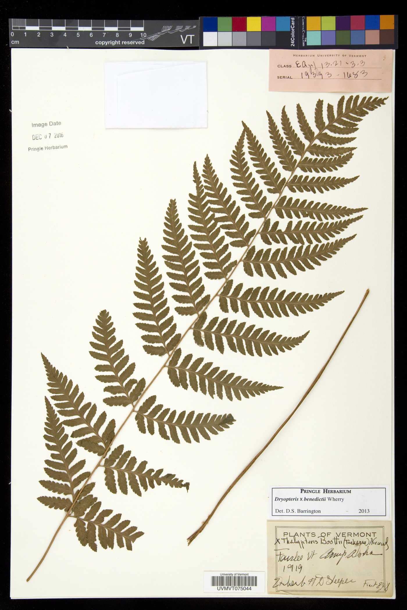 Dryopteris benedictii image