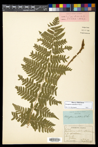 Dryopteris benedictii image